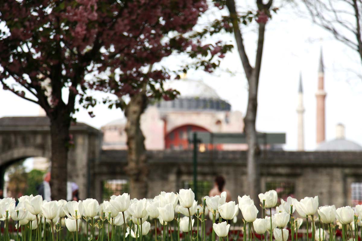 Tulips-Istanbul