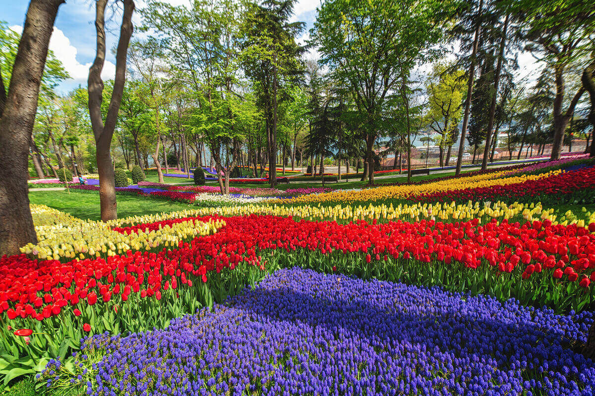 istanbul tulip festival