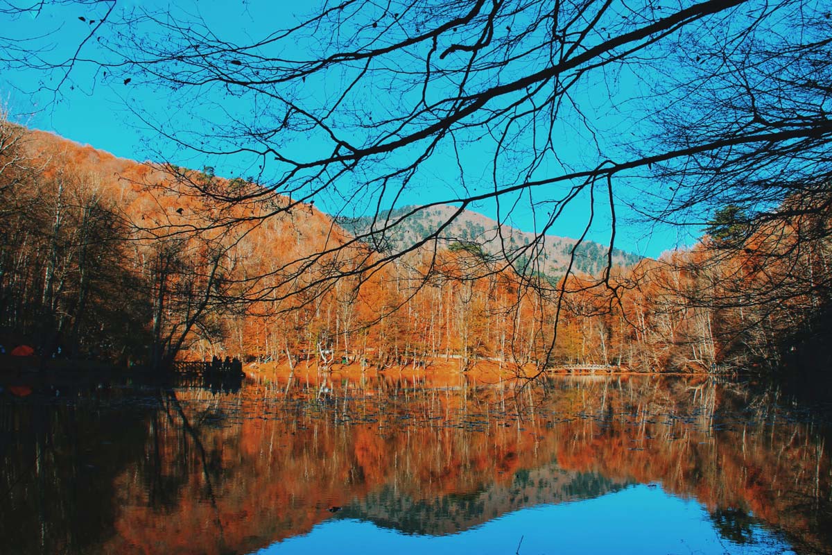 Bolu-National-Park-Forest