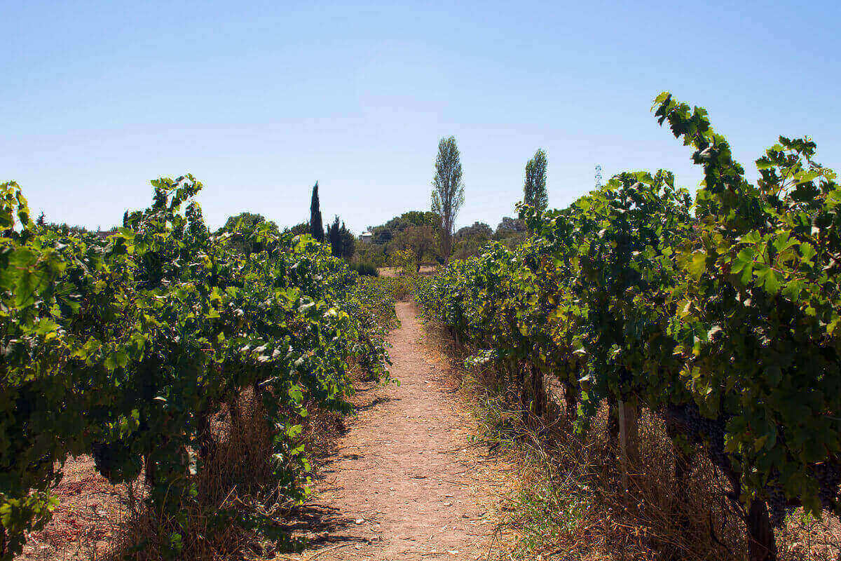 vineyard in Urla, Turkey