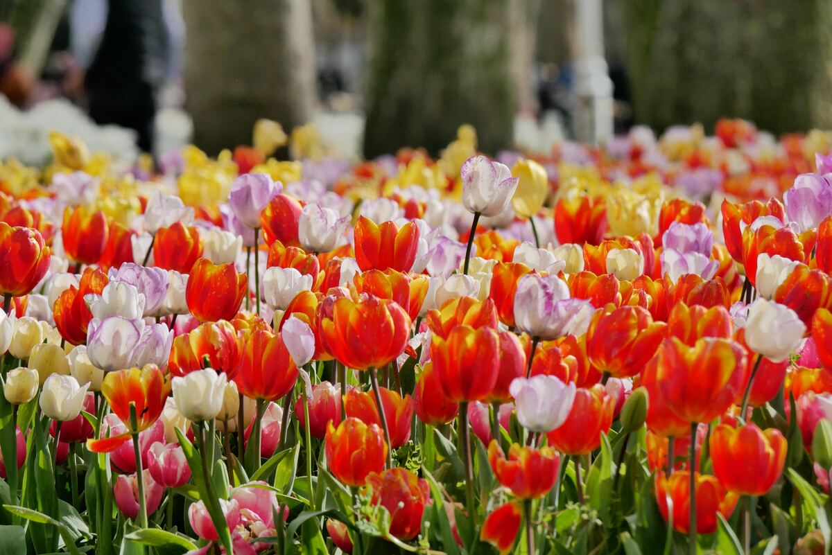 tulips in istanbul